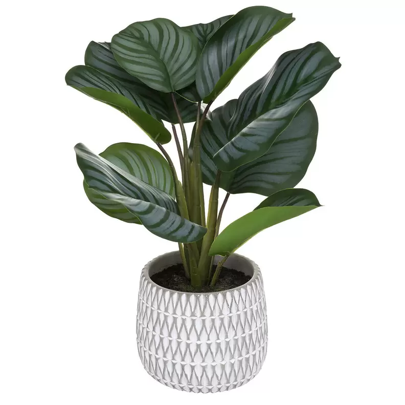 Oferta de Planta Maranta Com Vaso De Cimento Decorado por 14,99€ em hôma