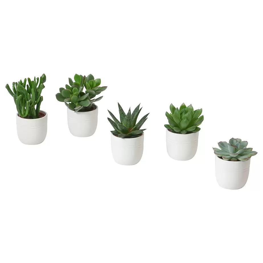 Oferta de SUCCULENT por 2,99€ em IKEA