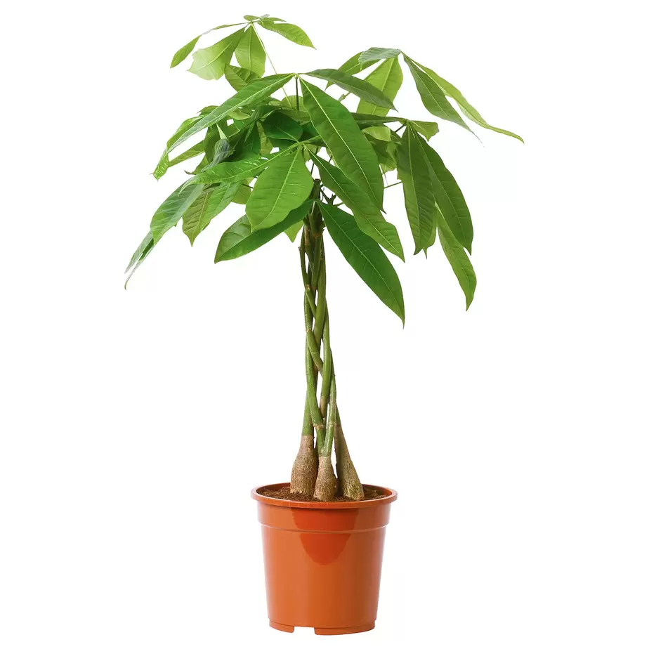 Oferta de PACHIRA AQUATICA por 24€ em IKEA