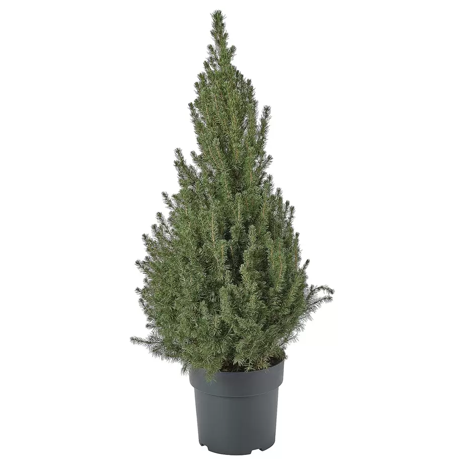 Oferta de PICEA GLAUCA CONICA por 19€ em IKEA