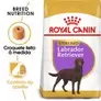 Oferta de Royal Canin Labrador Retriever Adult Sterilised por 60,99€ em Zooplus