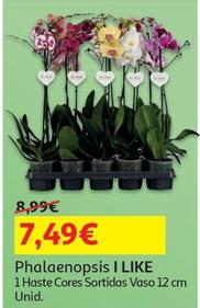 Oferta de I Like - Phalaenopsis  por 7,49€ em Auchan