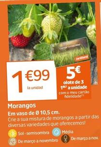 Oferta de Morangos por 1,99€ em Jardiland
