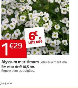 Oferta de Alyssum Maritimum por 1,29€ em Jardiland