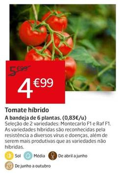 Oferta de Tomate Híbrido por 4,99€ em Jardiland