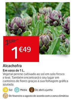 Oferta de Alcachofras por 1,49€ em Jardiland