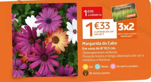 Oferta de Margarida Do Cabo por 1,99€ em Jardiland