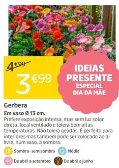 Oferta de Gerbera por 3,99€ em Jardiland