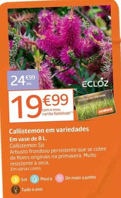 Oferta de Ecloz - Callistemon Em Variedades por 24,99€ em Jardiland