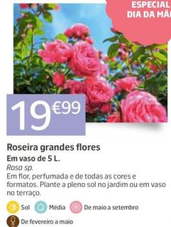 Oferta de Roseira Grandes Flores por 19,99€ em Jardiland