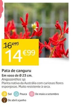 Oferta de Pata De Canguru por 14,99€ em Jardiland