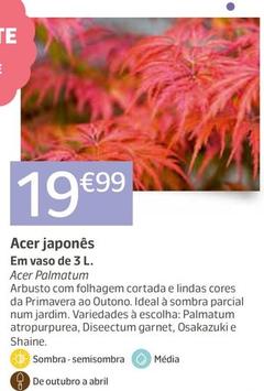 Oferta de Acer Japonês por 19,99€ em Jardiland