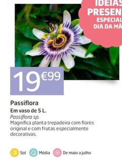 Oferta de Passiflora por 19,99€ em Jardiland