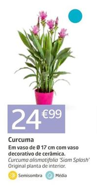 Oferta de Curcuma por 24,99€ em Jardiland