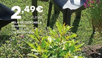 Oferta de Koopman - Vela De Citronela por 2,49€ em Intermarché