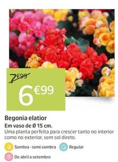 Oferta de Begonia Elatior por 6,99€ em Jardiland
