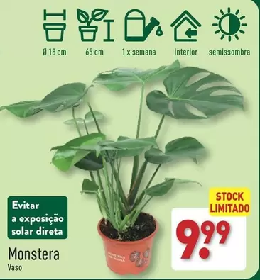 Oferta de Monstera por 9,99€ em Aldi