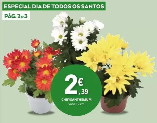 Oferta de Dia - Chrysanthemum por 2,39€ em E.Leclerc