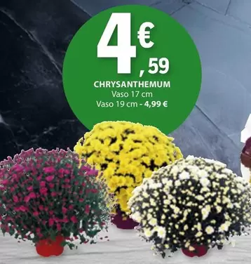 Oferta de Chrysanthemum por 4,59€ em E.Leclerc