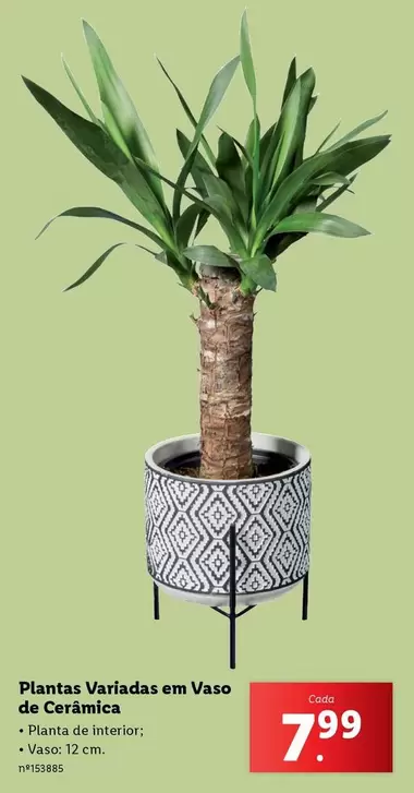 Oferta de Planta - s Variadas En Vaso De Ceramica por 7,99€ em Lidl