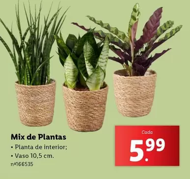 Oferta de Mix -  De Plantas por 5,99€ em Lidl