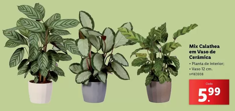 Oferta de Mix -  Calathea Em Vaso De Ceramica por 5,99€ em Lidl