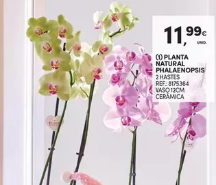 Oferta de Planta -  Natural por 11,99€ em Continente