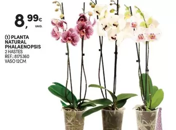 Oferta de Planta -  Natural por 8,99€ em Continente