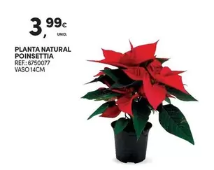 Oferta de Planta -  Natural Poinsettia por 3,99€ em Continente