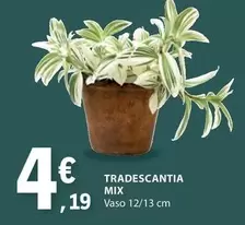 Oferta de Mix - Tradescantia por 4,19€ em E.Leclerc