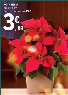 Oferta de .Com - Poinsettia por 3,69€ em E.Leclerc