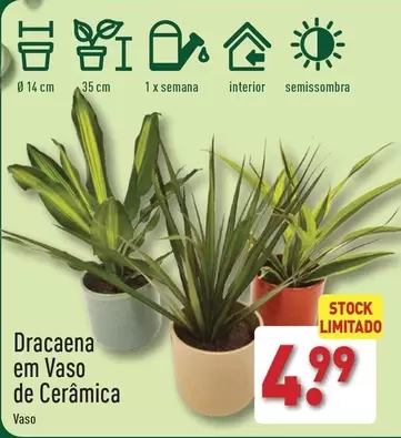 Oferta de Dracaena em Vaso de Cerámica por 4,99€ em Aldi