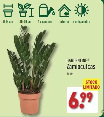 Oferta de Zamioculcas por 6,99€ em Aldi