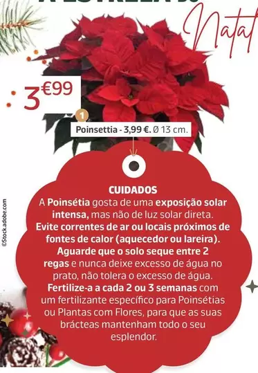 Oferta de Poinsettia  por 3,99€ em Jardiland