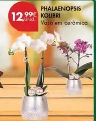 Oferta de Phalaenopsis por 12,99€ em Pingo Doce