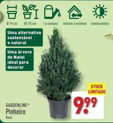 Oferta de Pinheiro Vaso por 9,99€ em Aldi