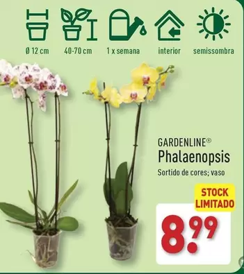 Oferta de Phalaenopsis por 8,99€ em Aldi