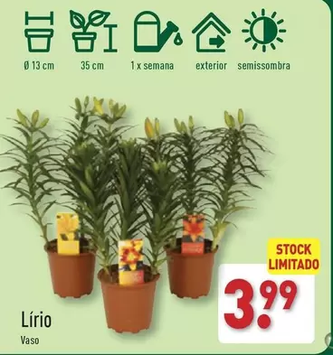 Oferta de Lirio Vaso por 3,99€ em Aldi