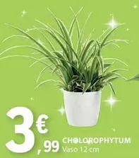 Oferta de Ch®lorophytum por 3,99€ em E.Leclerc