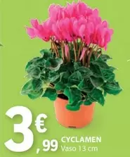 Oferta de Cyclamen por 3,99€ em E.Leclerc