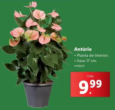 Oferta de Planta - Anturio por 9,99€ em Lidl