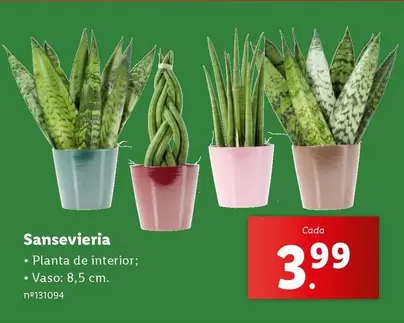 Oferta de Planta - Sansevieria por 3,99€ em Lidl