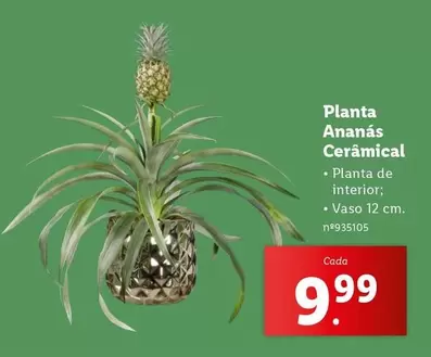 Oferta de Planta -  Ananas Cerâmical por 9,99€ em Lidl