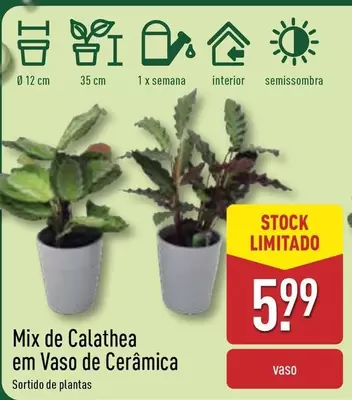 Oferta de Mix -  De Calathea Em Vaso De Ceramica por 5,99€ em Aldi