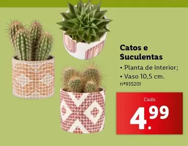 Oferta de Planta - Catos e Suculentas por 4,99€ em Lidl