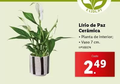 Oferta de Planta - Lirio De Paz Cerâmica por 2,49€ em Lidl