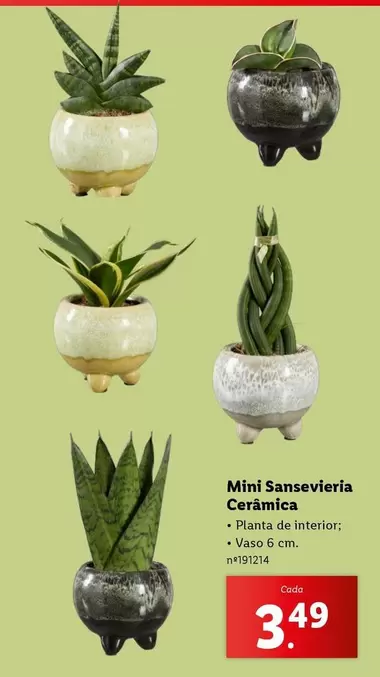 Oferta de Mini -  Sansevieria Ceramica por 3,49€ em Lidl