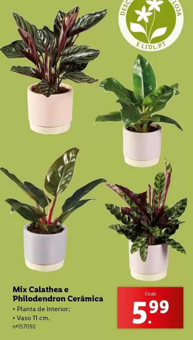 Oferta de Mix -  Calathea E Philodendrion Ceramica por 5,99€ em Lidl