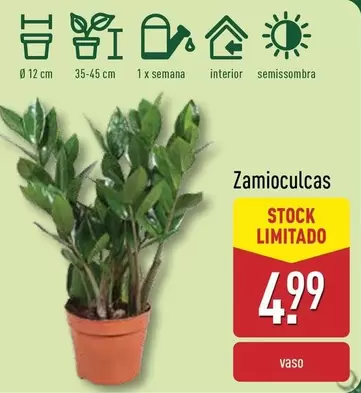 Oferta de Zamioculcas por 4,99€ em Aldi