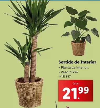 Oferta de Planta - Sortido De Interior por 21,99€ em Lidl